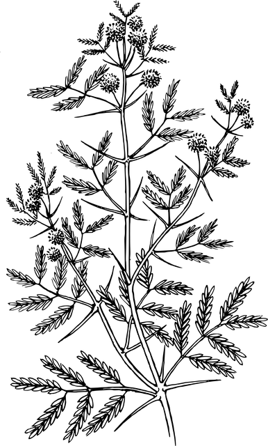 savannah-transport-640x480-99842676.png